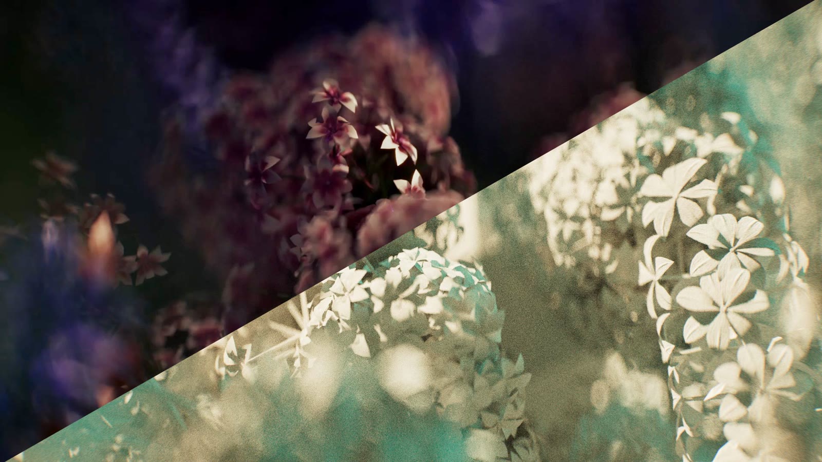 Making of — phlox final vs. graded breakdown