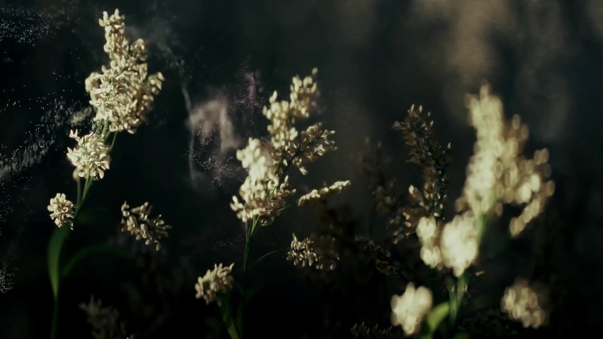 Tērvete GIN TVC — white wildflowers
